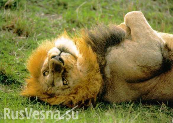 Их нравы: Датский зоопарк приглашает детей посмотреть на вскрытие льва